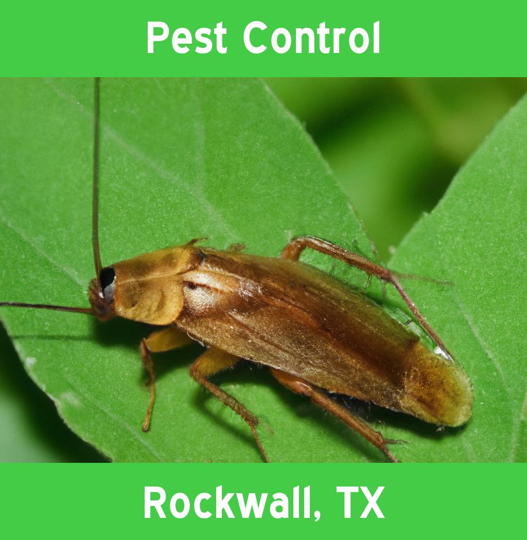 pest control in Rockwall Texas