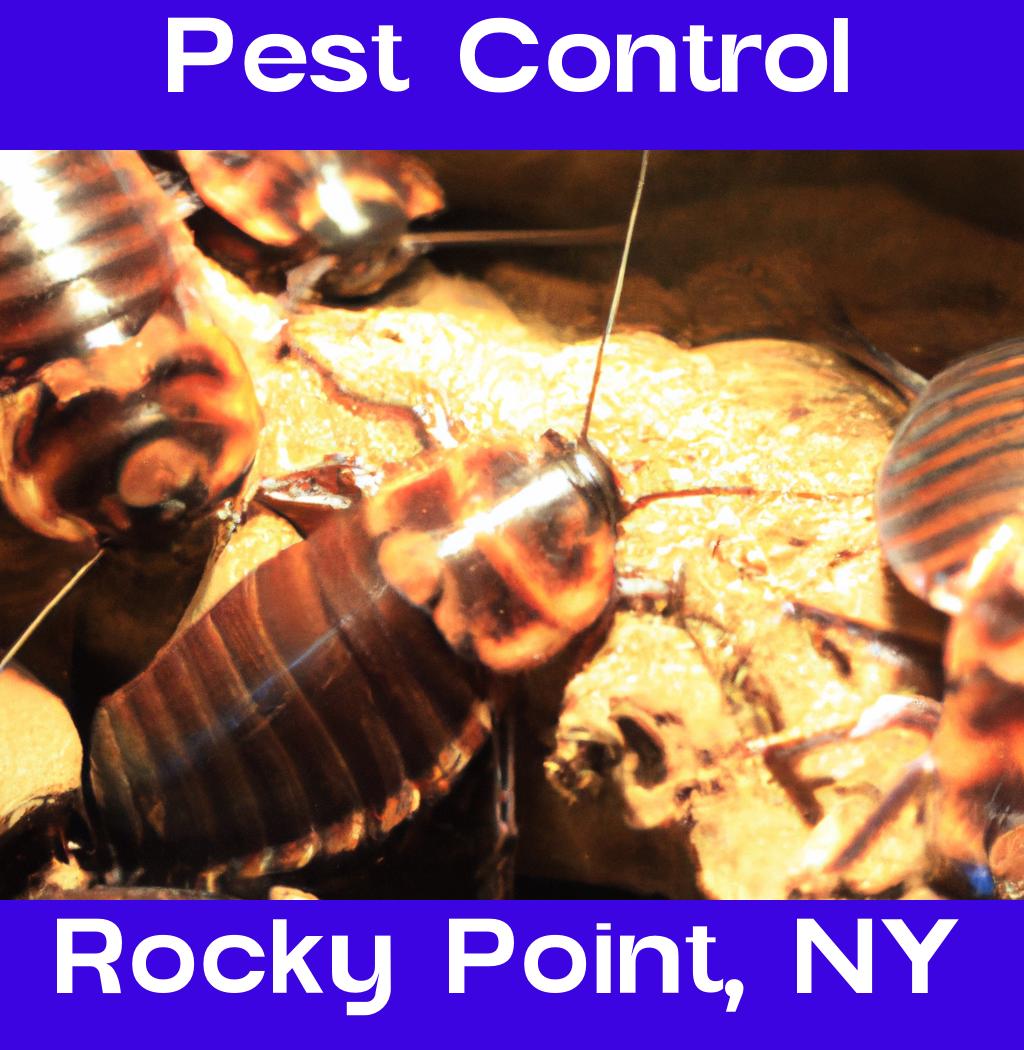 pest control in Rocky Point New York