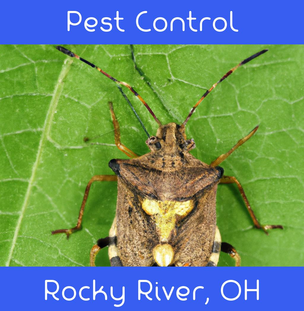 pest control in Rocky River Ohio