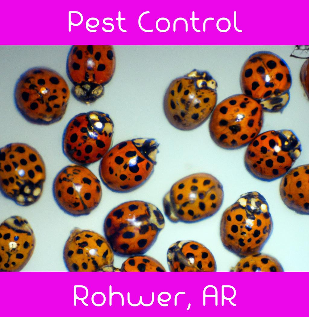 pest control in Rohwer Arkansas