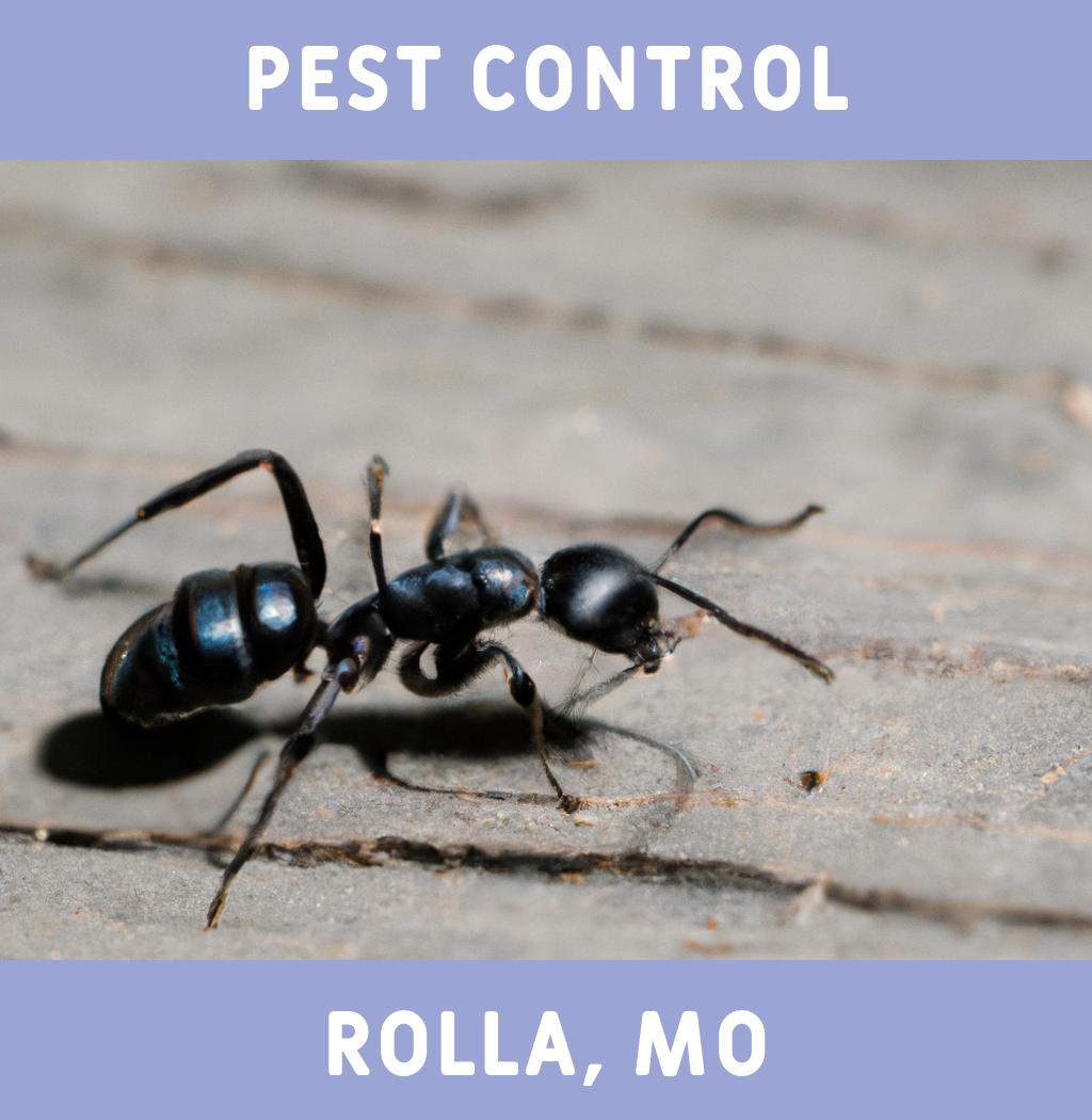 pest control in Rolla Missouri