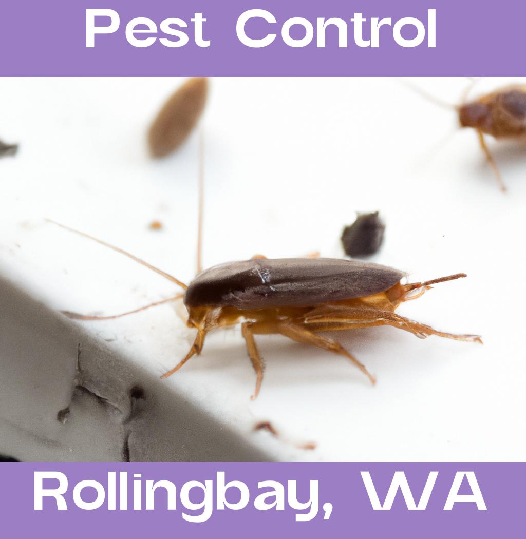 pest control in Rollingbay Washington