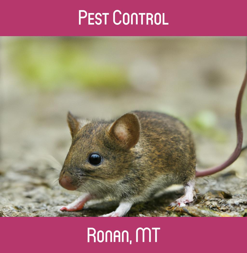 pest control in Ronan Montana