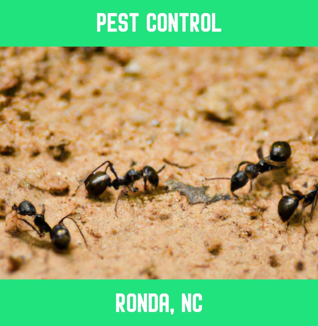 pest control in Ronda North Carolina