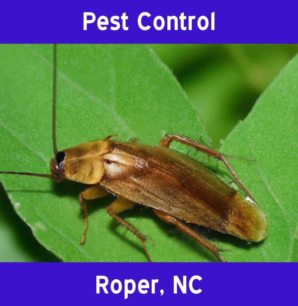 pest control in Roper North Carolina