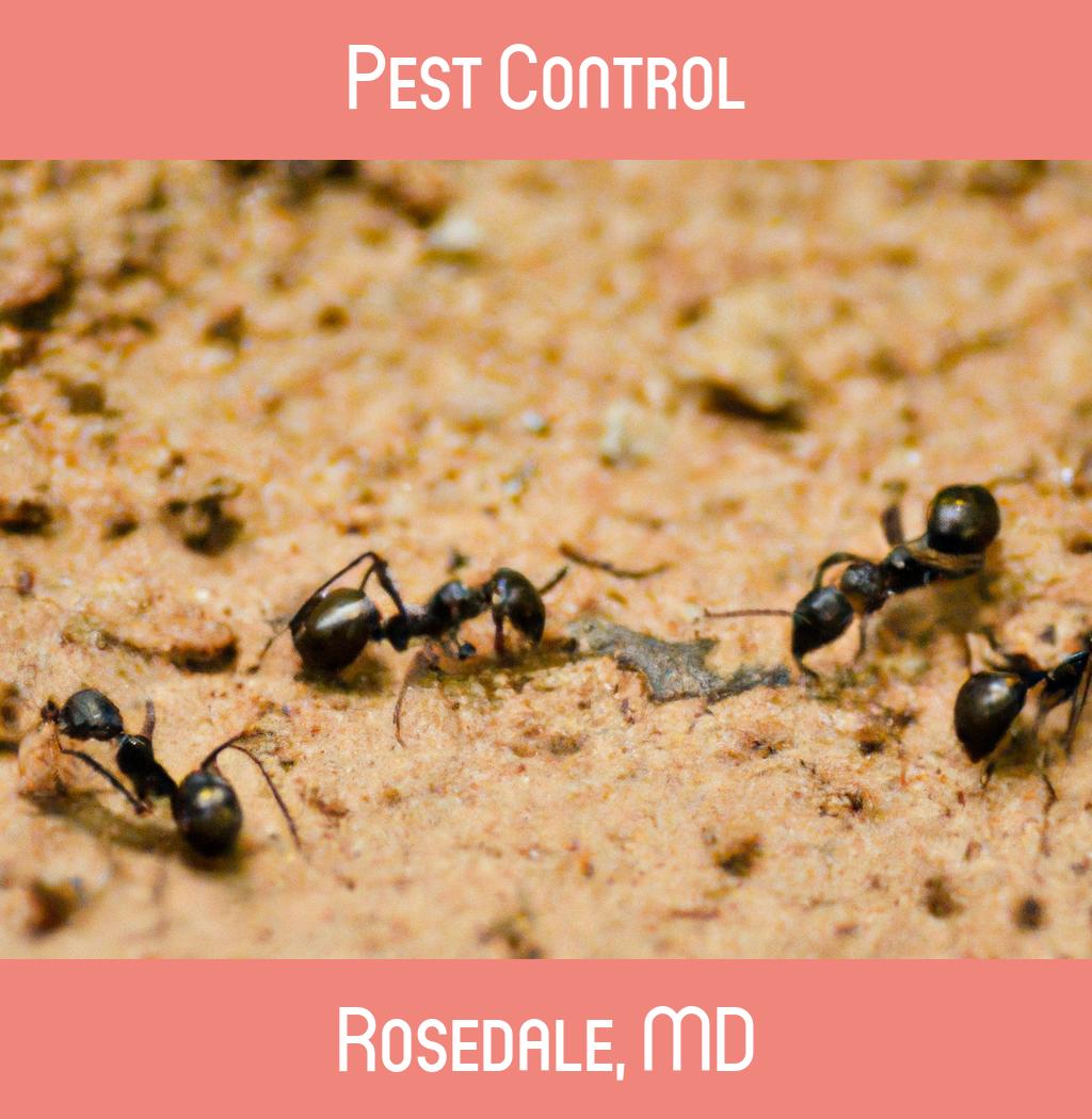 pest control in Rosedale Maryland