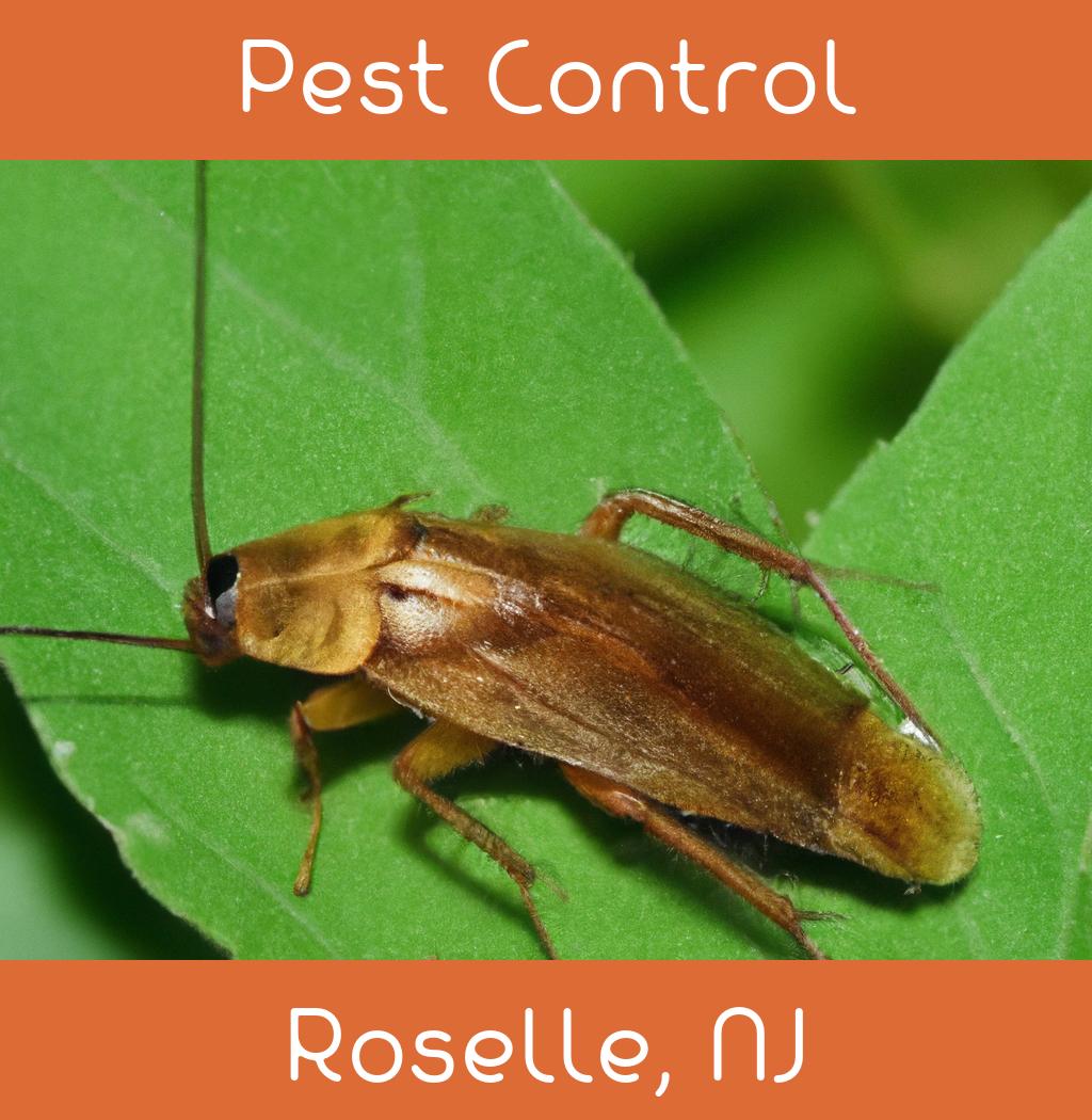 pest control in Roselle New Jersey