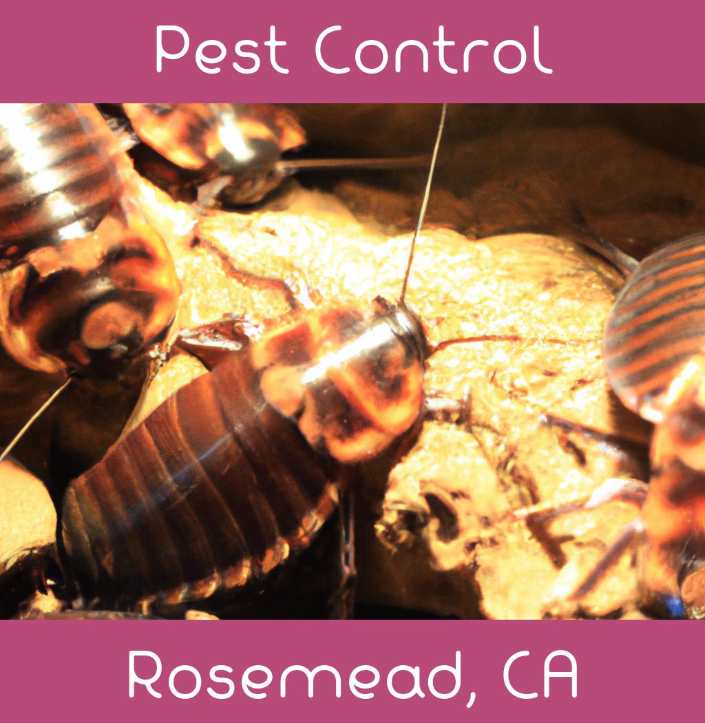 pest control in Rosemead California