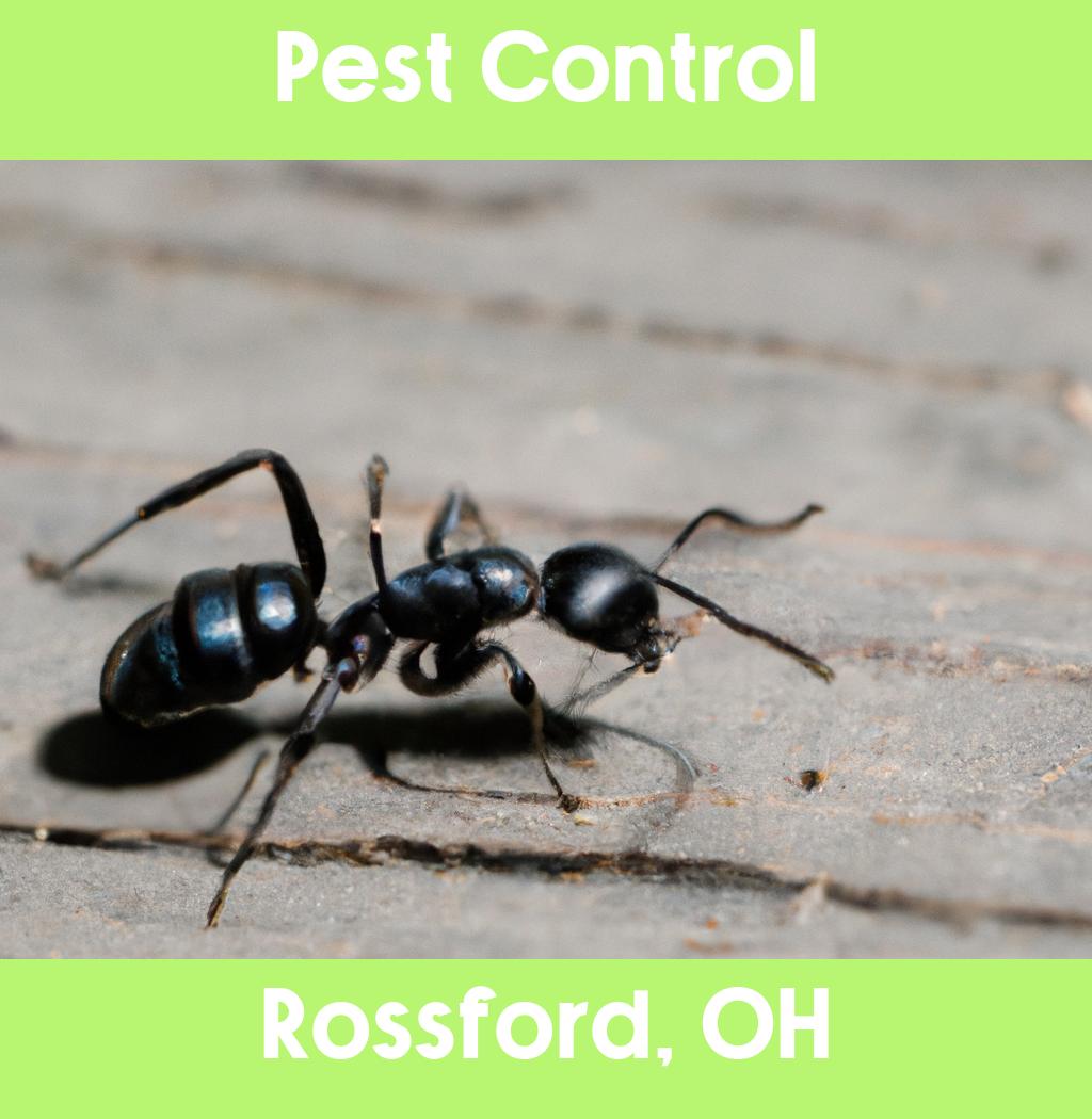 pest control in Rossford Ohio