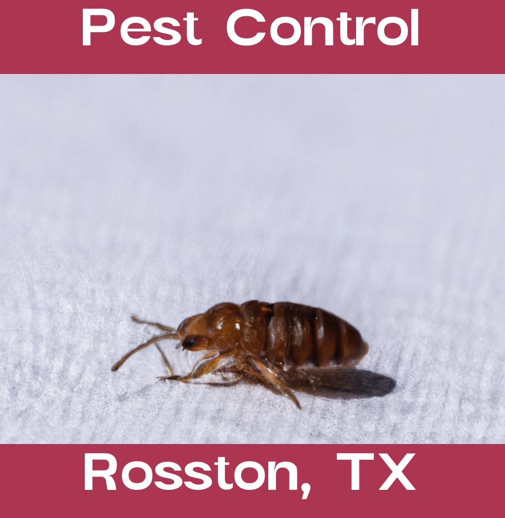 pest control in Rosston Texas