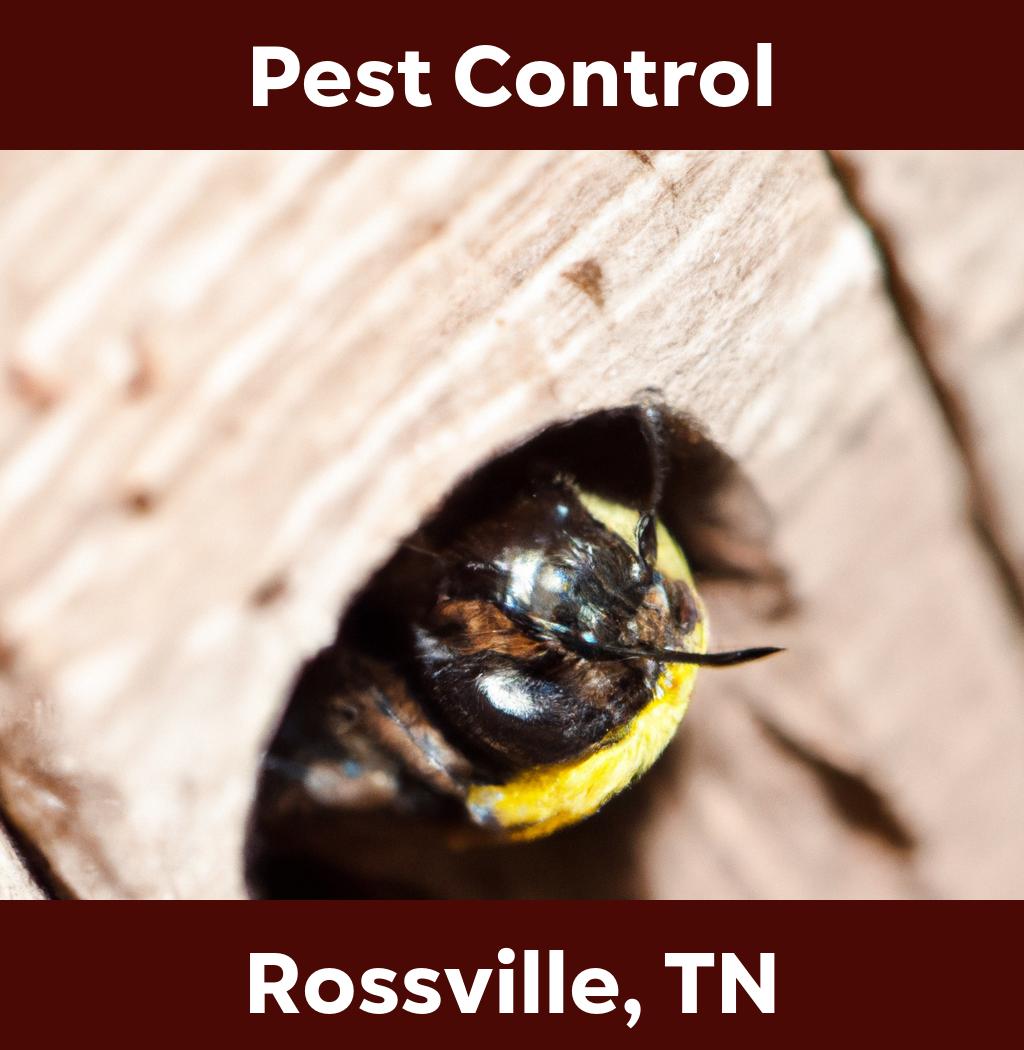 pest control in Rossville Tennessee