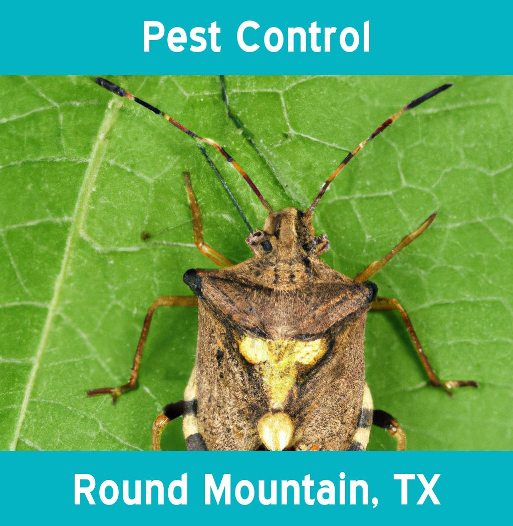 pest control in Round Mountain Texas