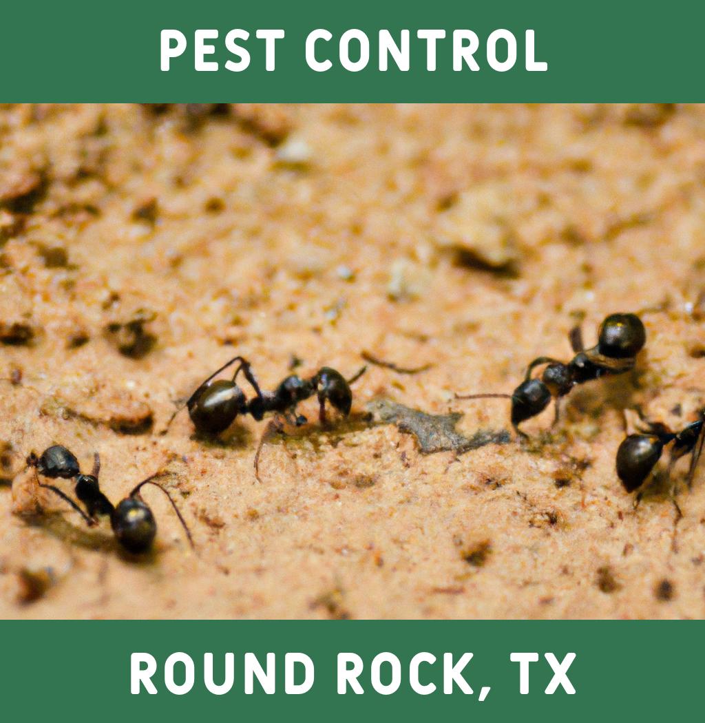 pest control in Round Rock Texas