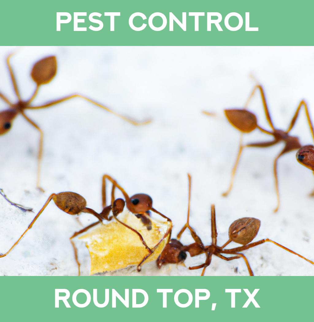 pest control in Round Top Texas