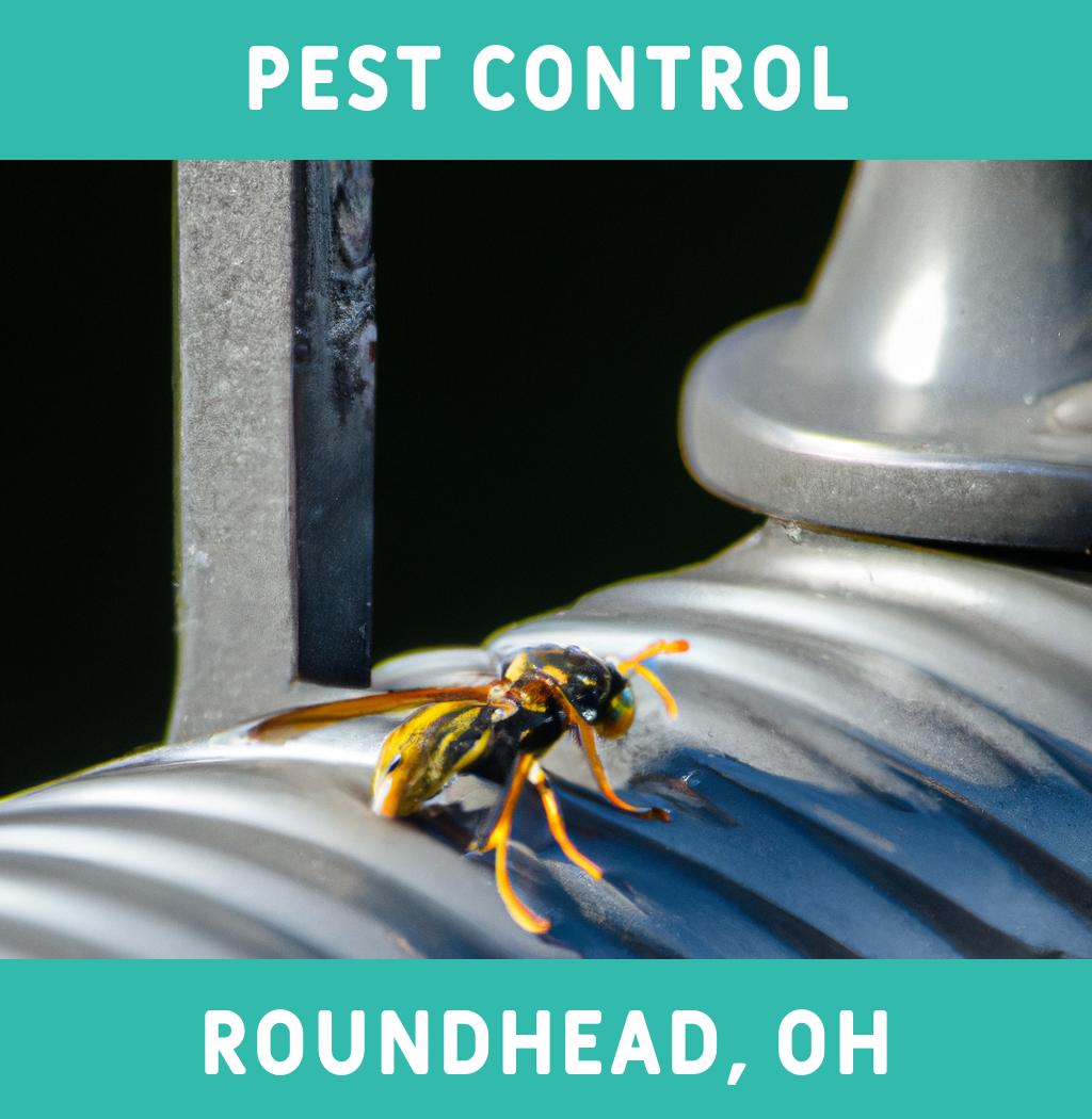 pest control in Roundhead Ohio
