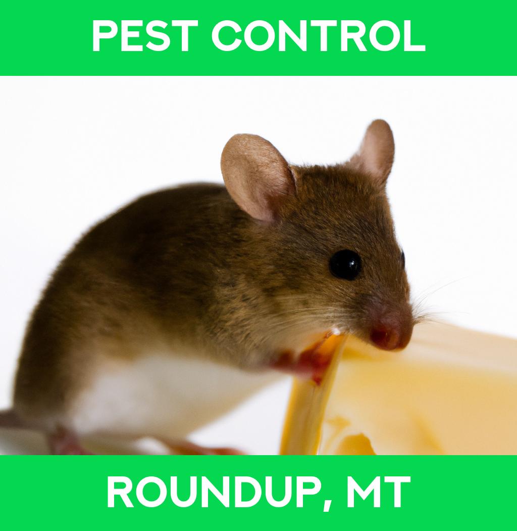 pest control in Roundup Montana