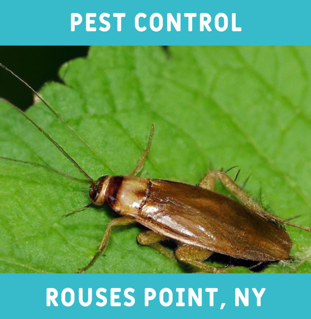 pest control in Rouses Point New York