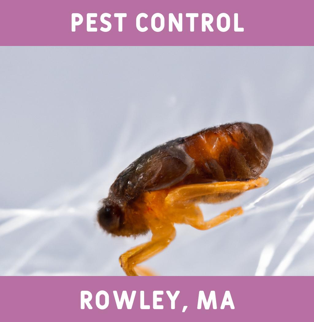 pest control in Rowley Massachusetts