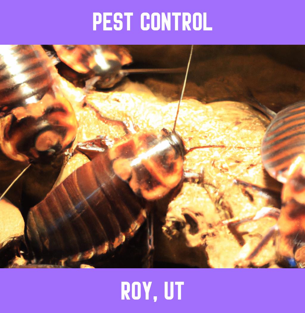 pest control in Roy Utah