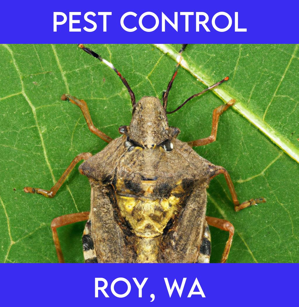 pest control in Roy Washington