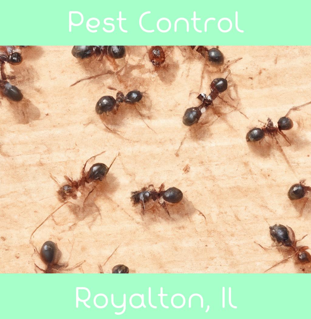 pest control in Royalton Illinois