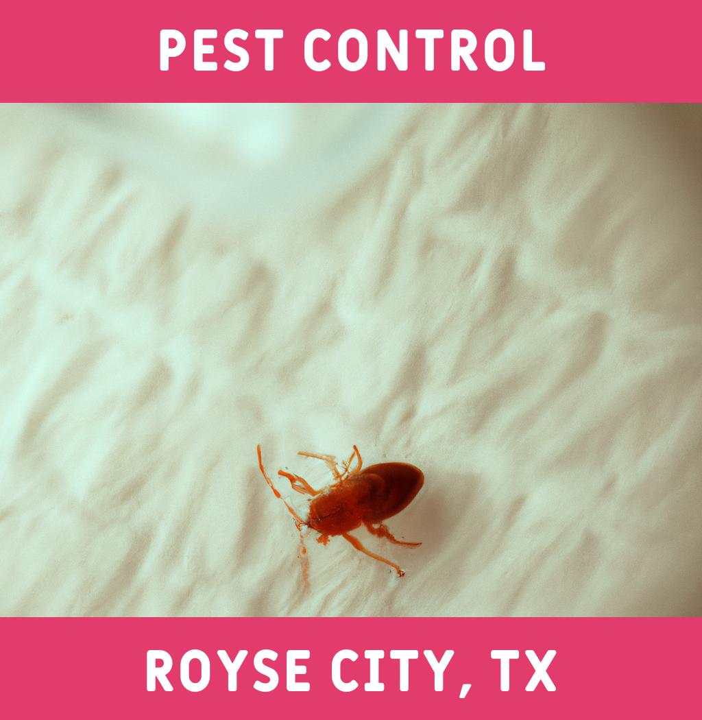 pest control in Royse City Texas