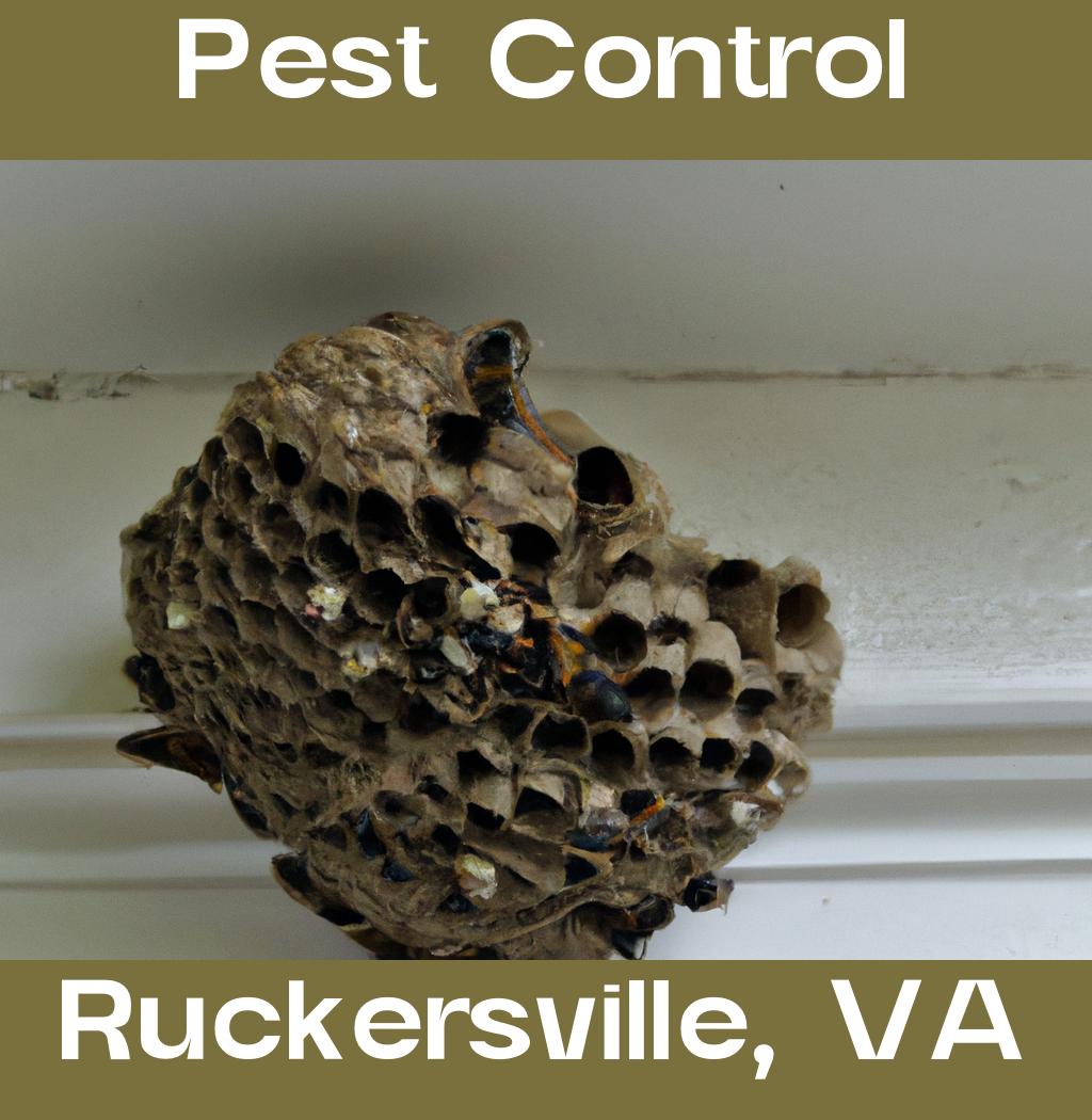 pest control in Ruckersville Virginia