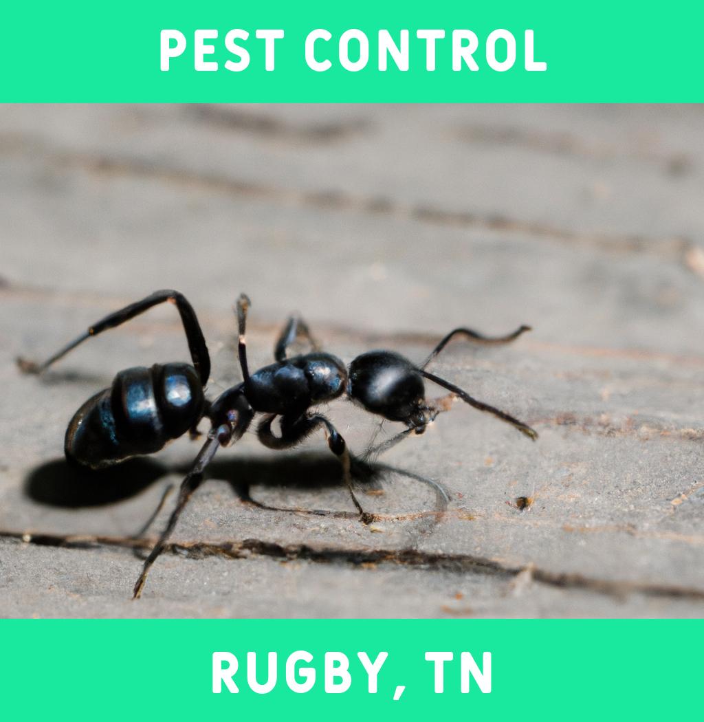 pest control in Rugby Tennessee