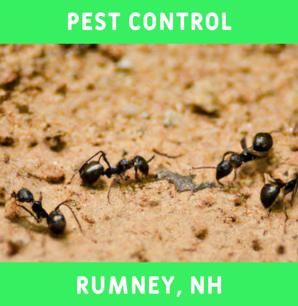 pest control in Rumney New Hampshire