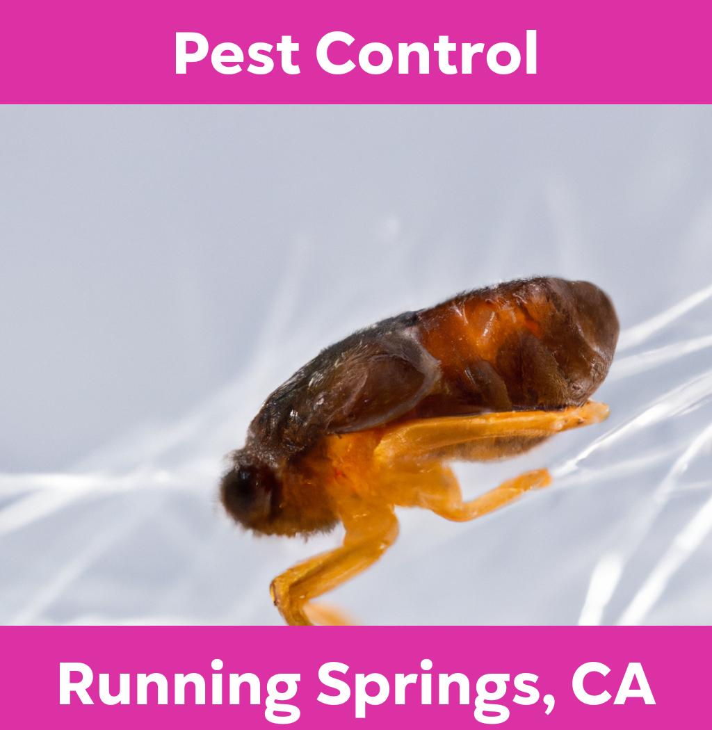 pest control in Running Springs California