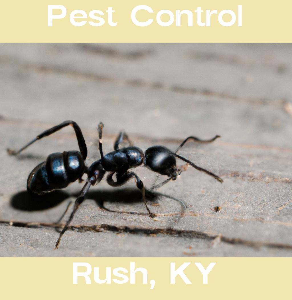 pest control in Rush Kentucky