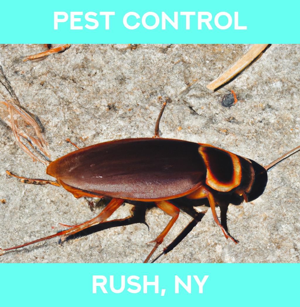 pest control in Rush New York