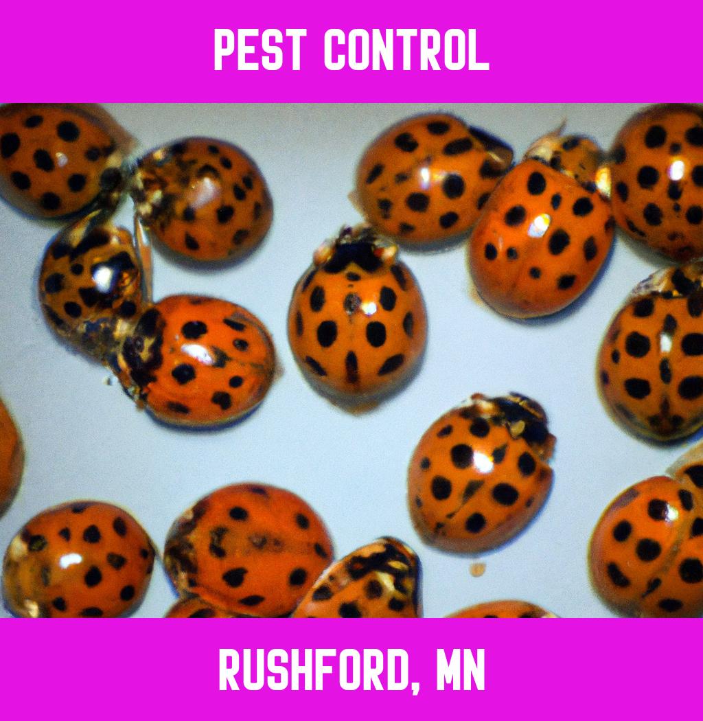 pest control in Rushford Minnesota