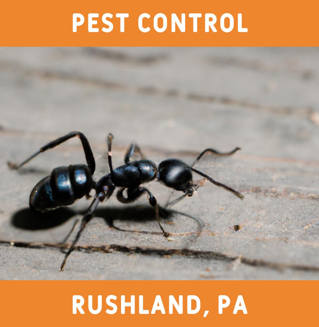 pest control in Rushland Pennsylvania
