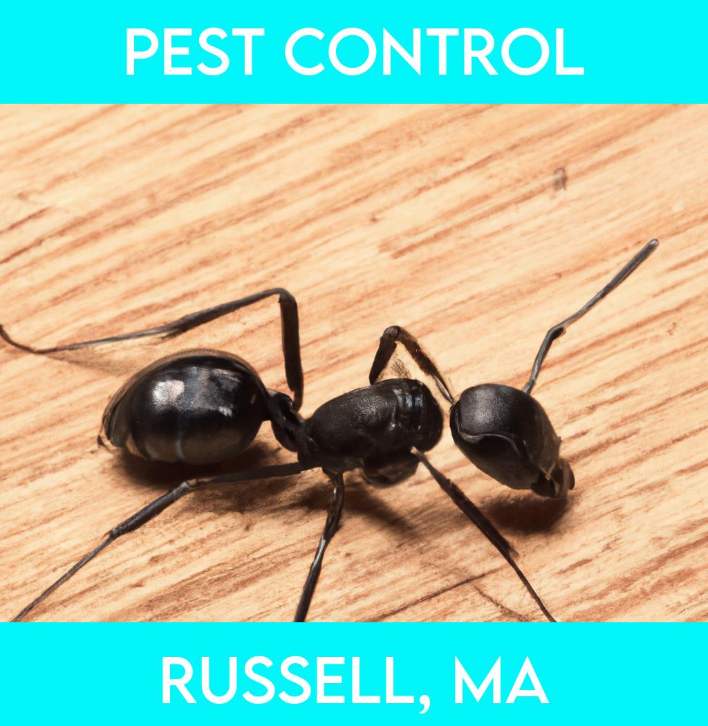 pest control in Russell Massachusetts