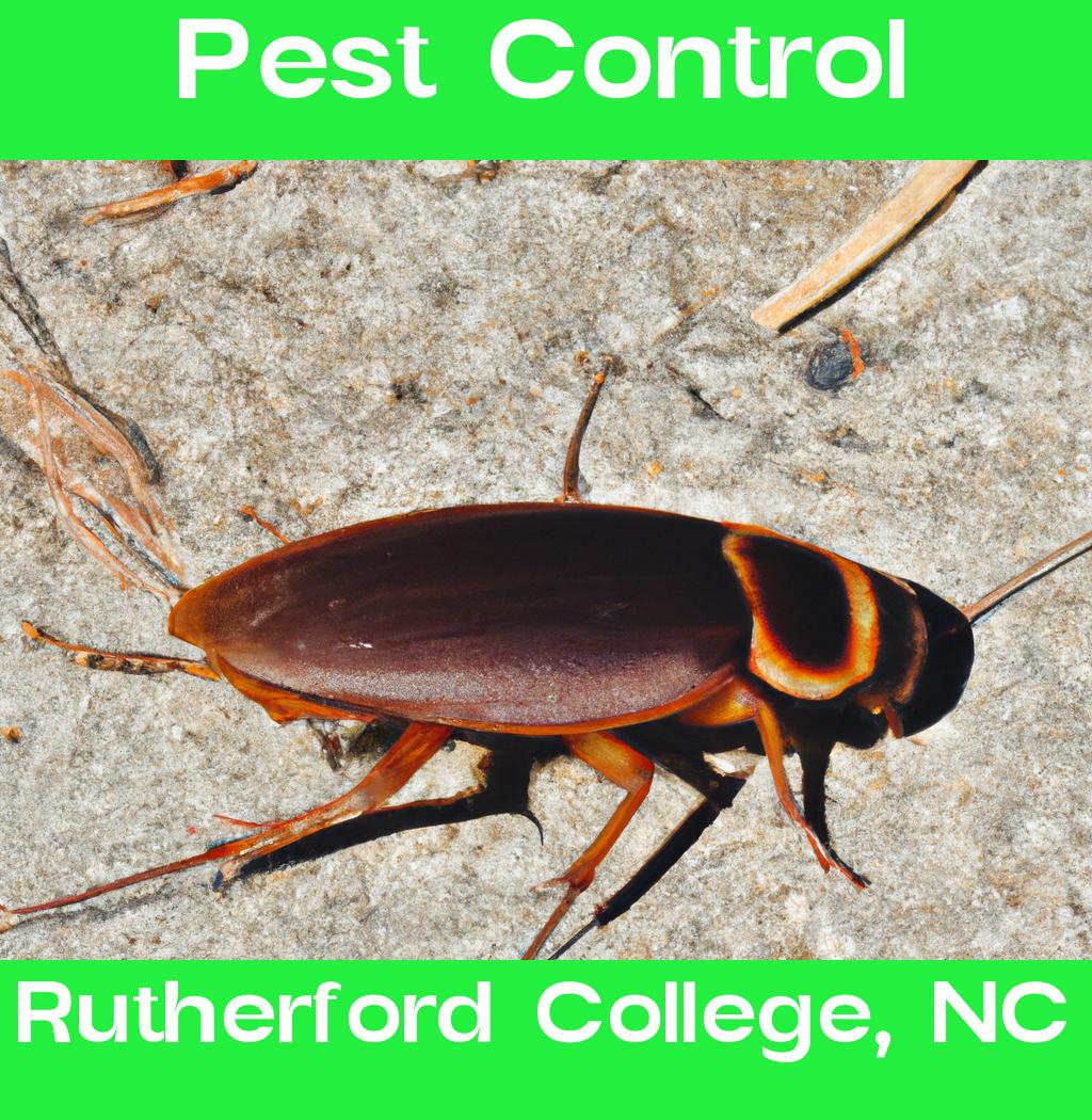 pest control in Rutherford College North Carolina