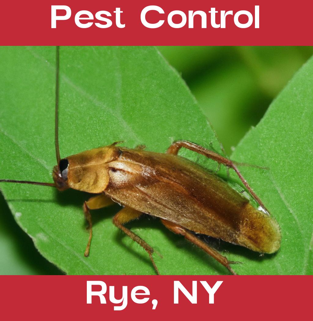 pest control in Rye New York
