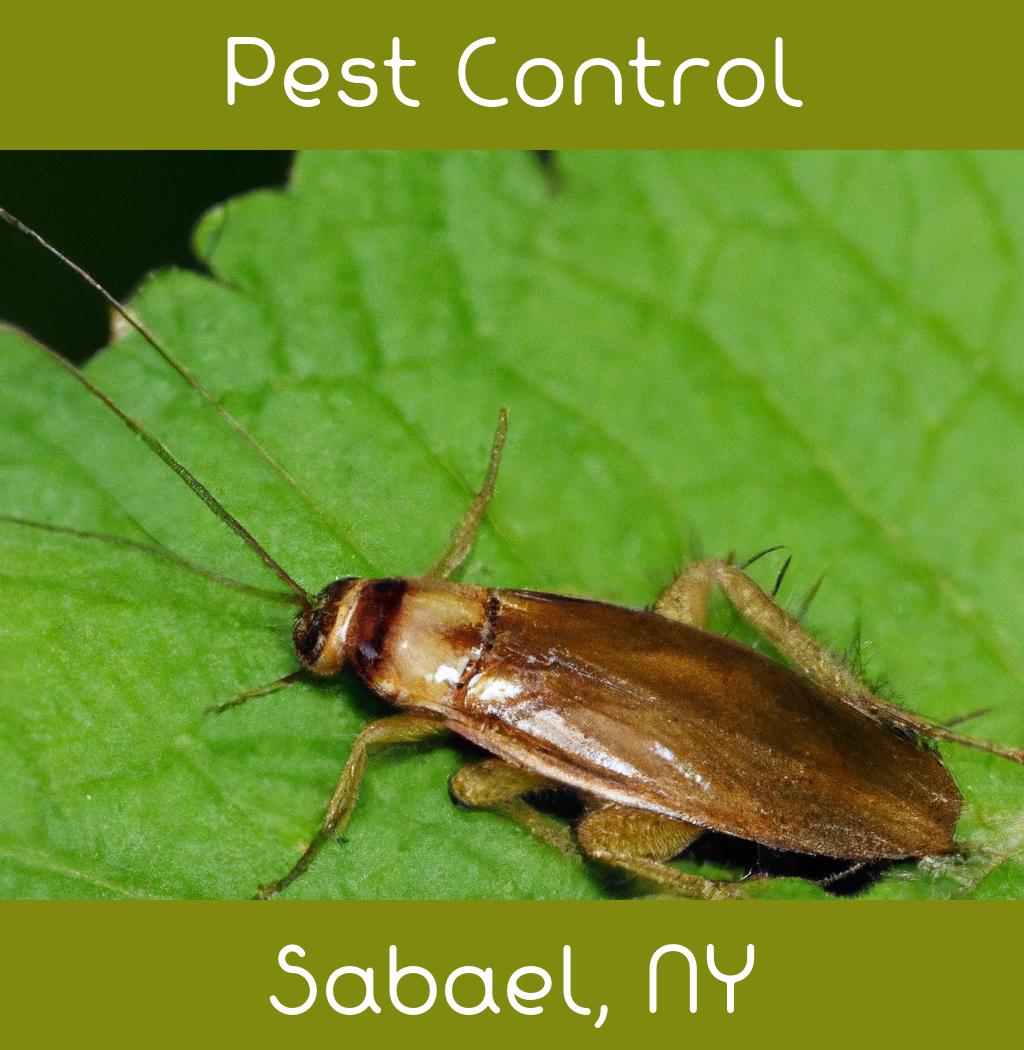 pest control in Sabael New York