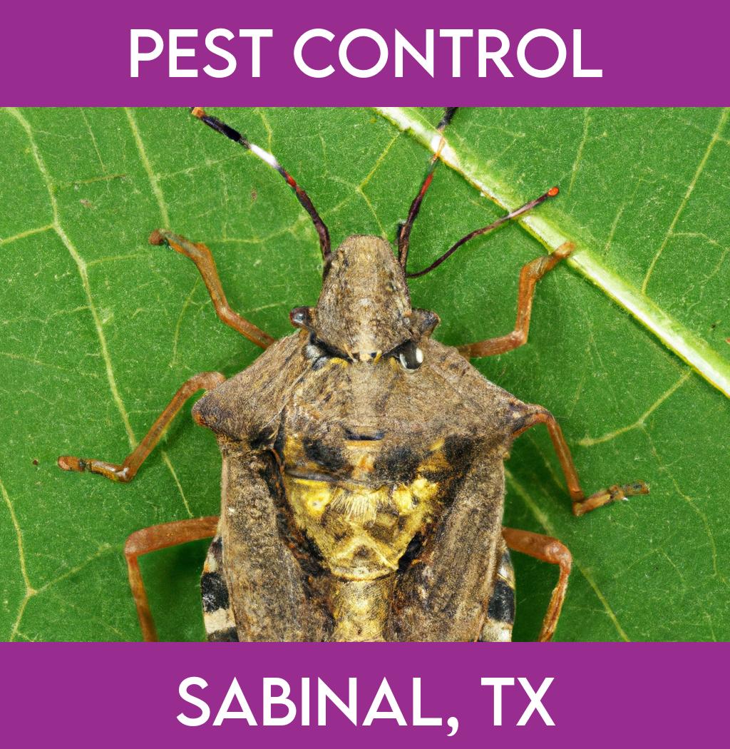 pest control in Sabinal Texas