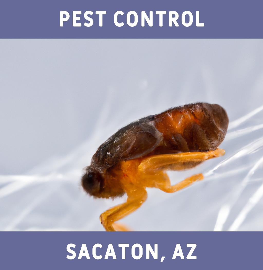 pest control in Sacaton Arizona