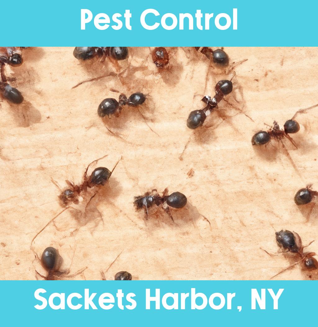 pest control in Sackets Harbor New York