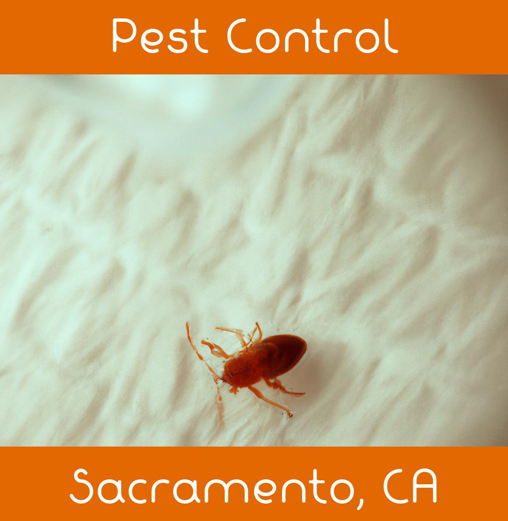 pest control in Sacramento California