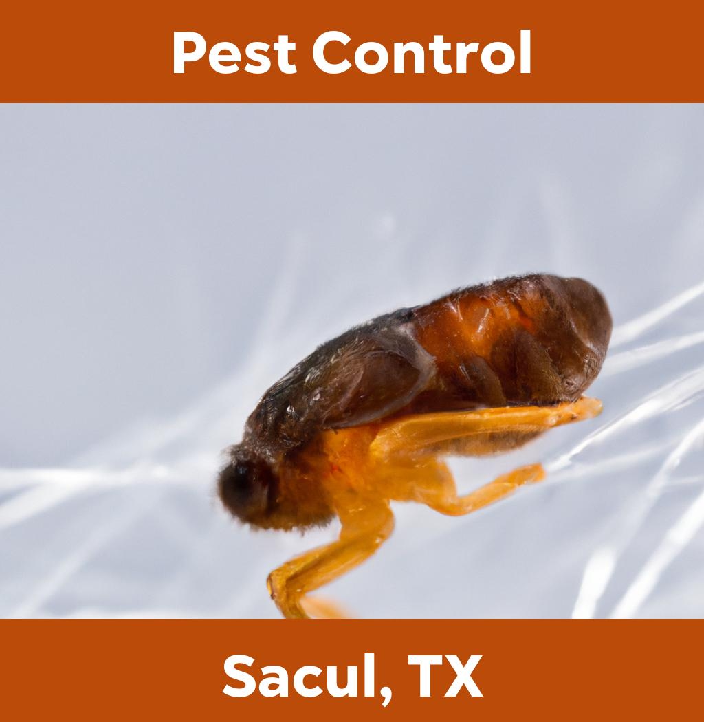 pest control in Sacul Texas