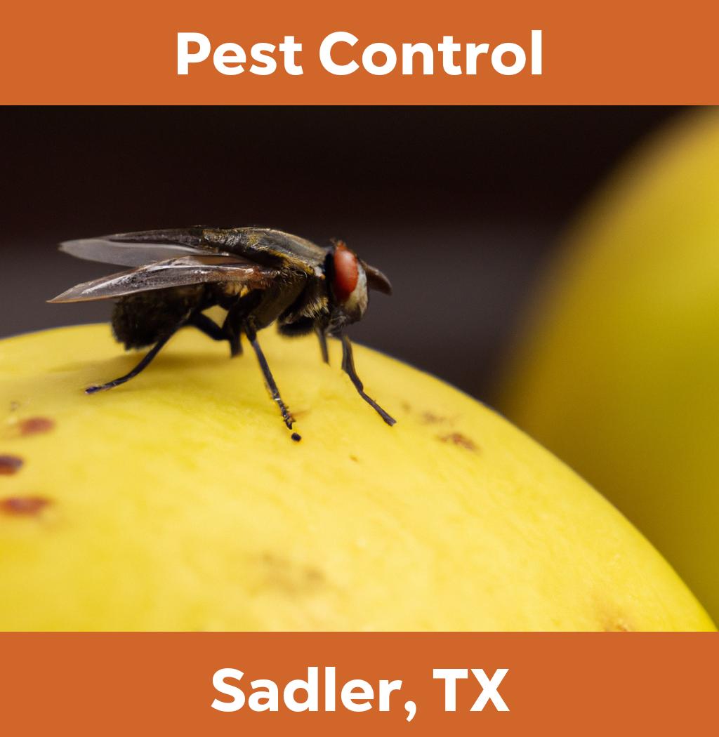pest control in Sadler Texas