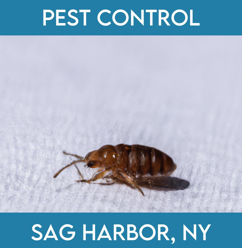 pest control in Sag Harbor New York