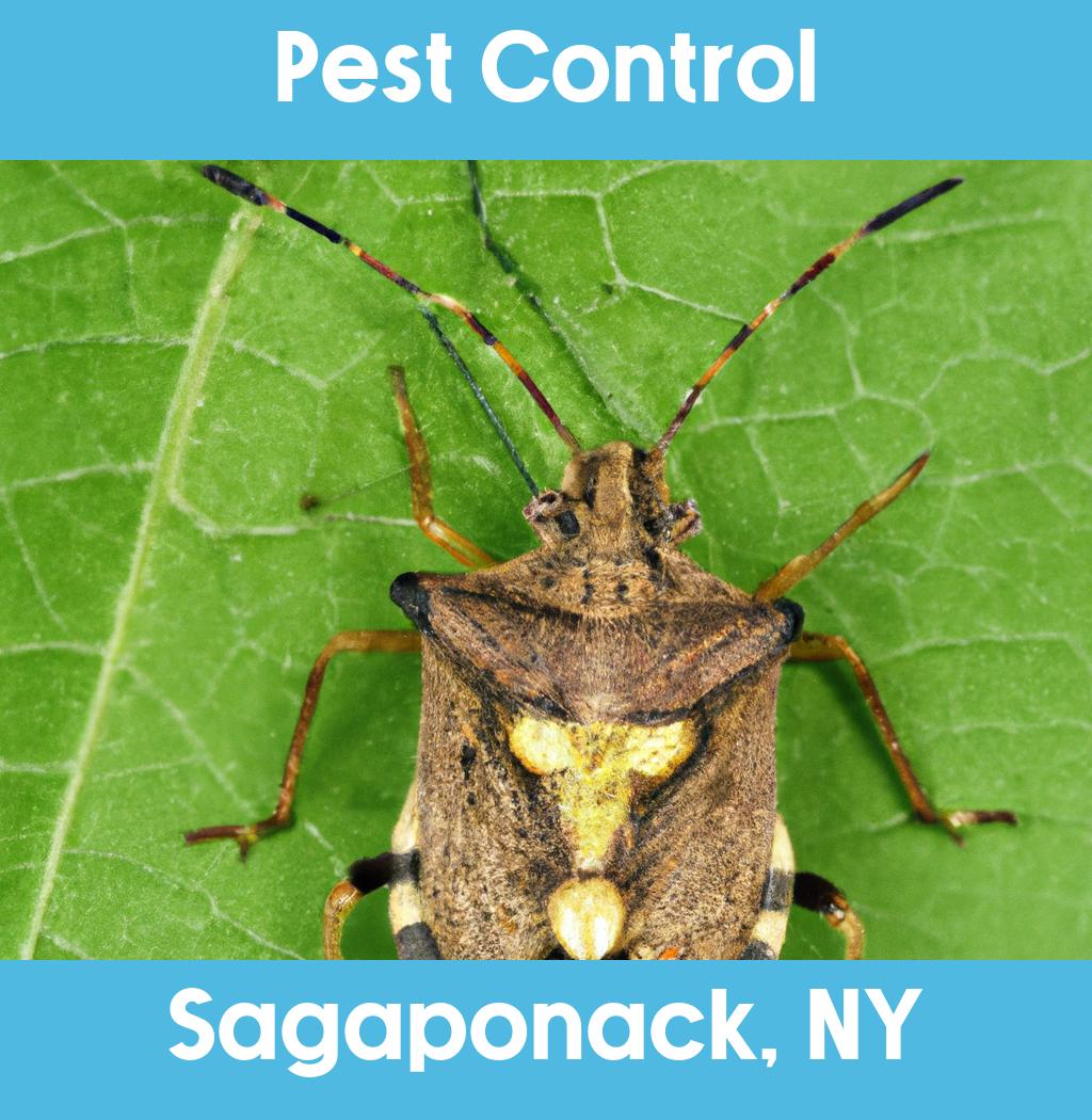 pest control in Sagaponack New York