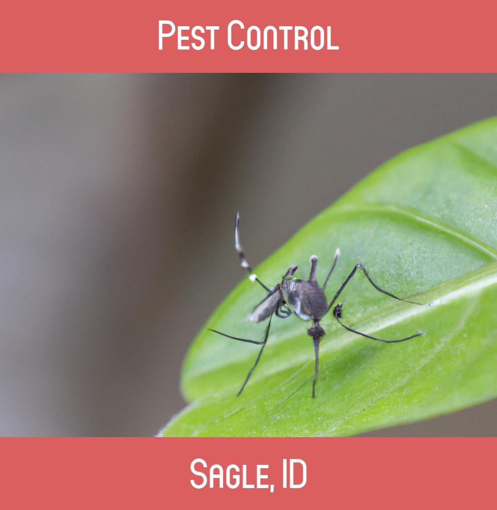 pest control in Sagle Idaho