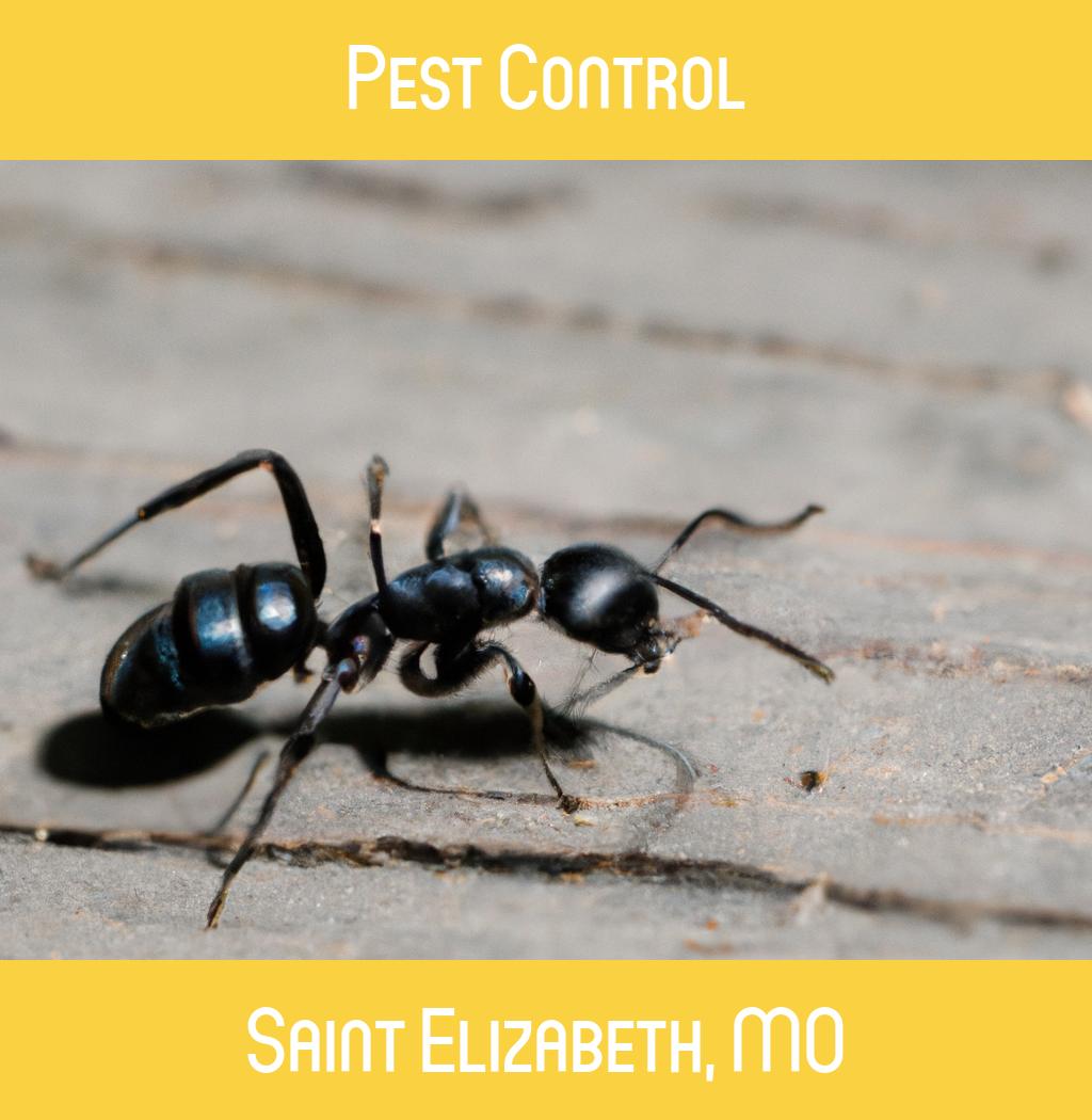 pest control in Saint Elizabeth Missouri