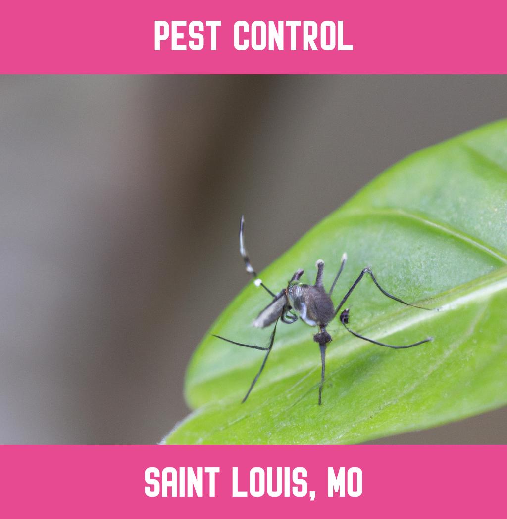pest control in Saint Louis Missouri