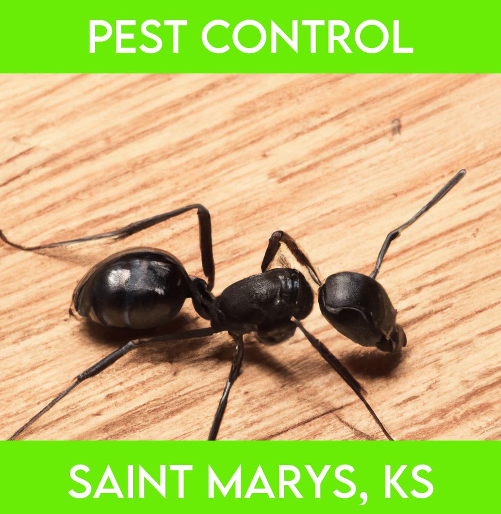 pest control in Saint Marys Kansas